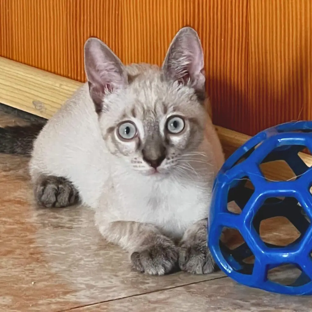 Gato siamés tabby point de 3 meses. Becario en Metro&medio Designs